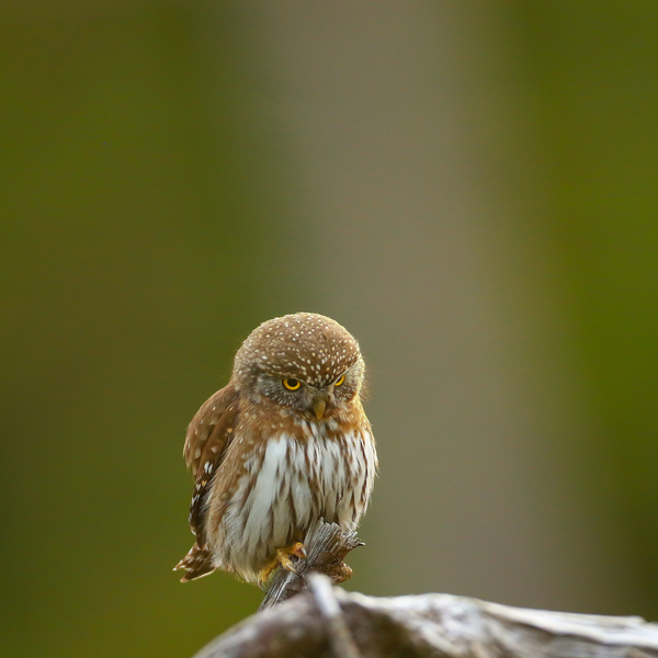 Pygmy Owl Stare by Gia Commodore