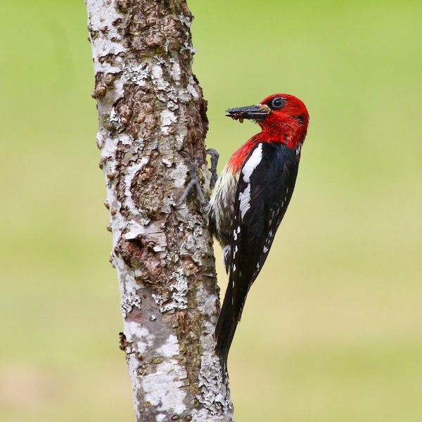Red-breasted Sapsucker by Gia Commodore
