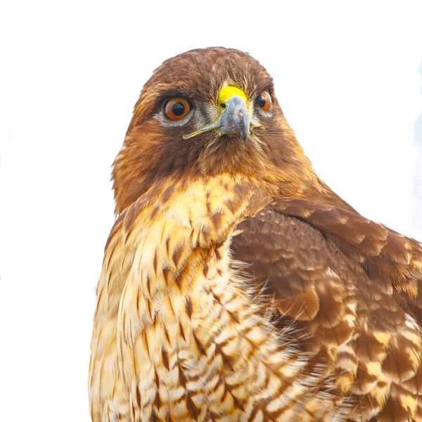 Red tailed Hawk Stare by Gia Commodore