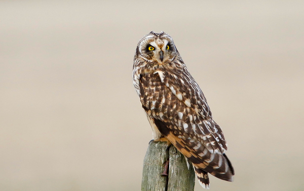 Short eared Owl On Post by Gia Commodore