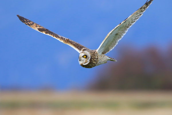 Short-eared Owl Flying In Rural Washington State by Gia Commodore