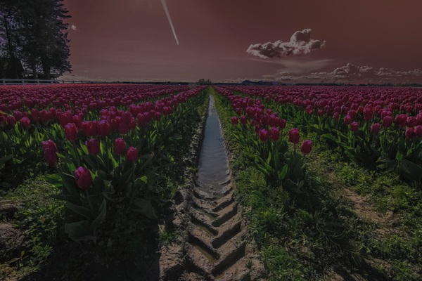 Tulips by Gia Commodore