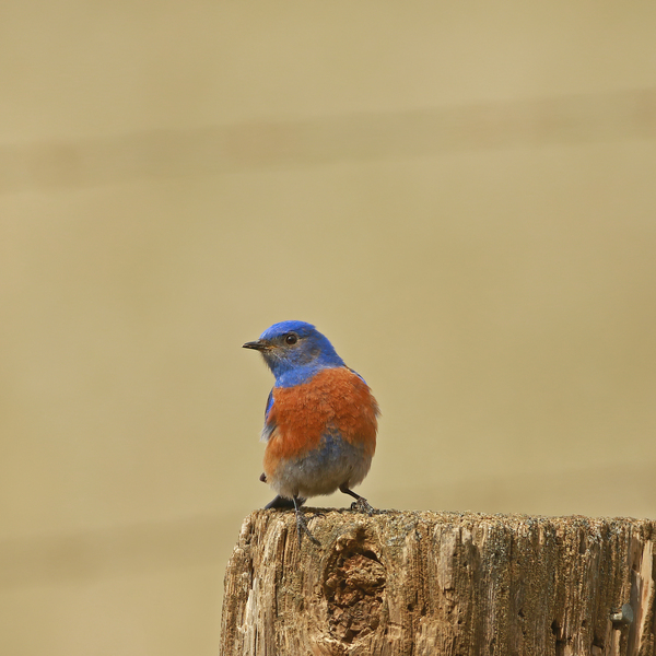 Western Bluebird by Gia Commodore