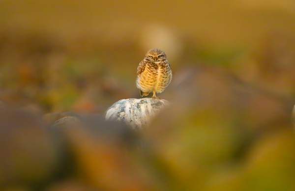 Burrowing Owl At Sunset by Gia Commodore