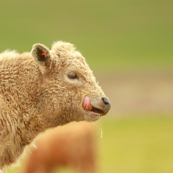 Cute Calf by Gia Commodore