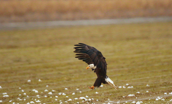 Bald Eagle Landing To Eat Off A Carcass by Gia Commodore
