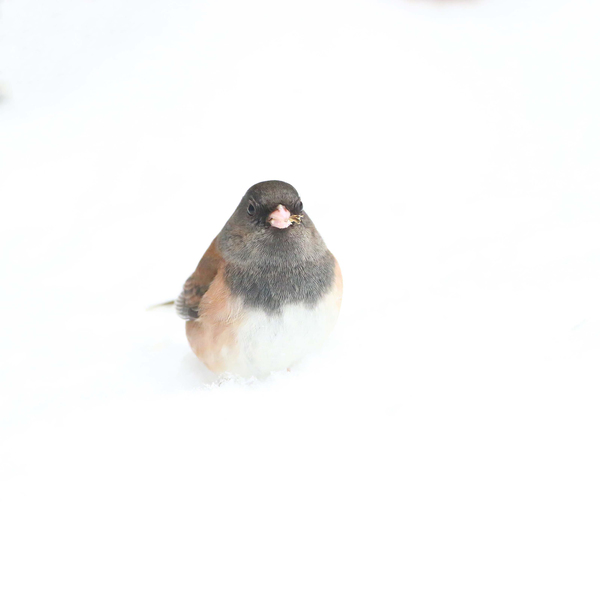 Dark-eyed Junco In the Snow by Gia Commodore