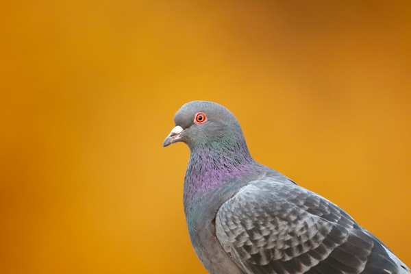 Common Pigeon Indeed   by Gia Commodore