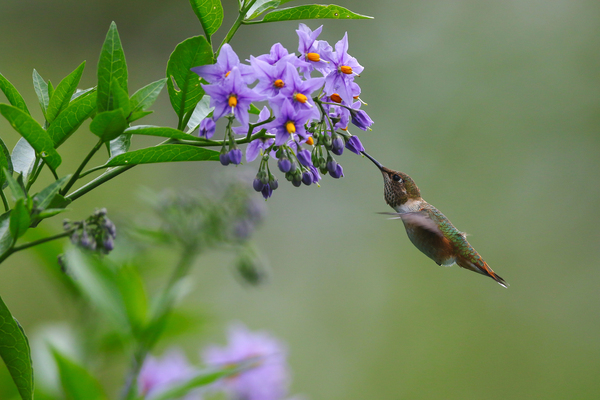 Rufous Hummingbird  by Gia Commodore
