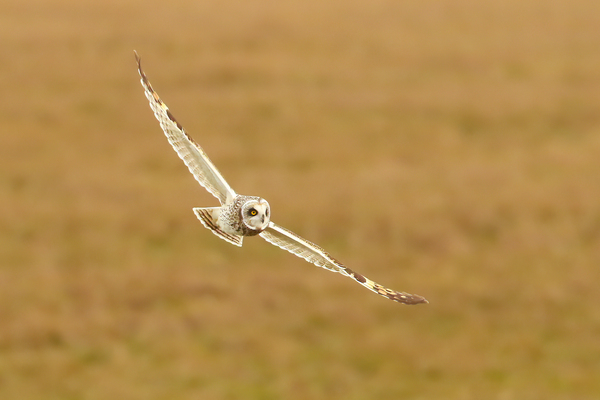 Short-eared Owl Flying Over Field by Gia Commodore