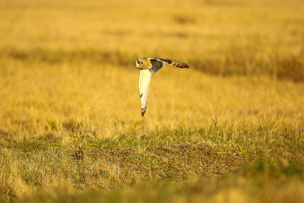 Short-eared Owl Flying At Sunset by Gia Commodore