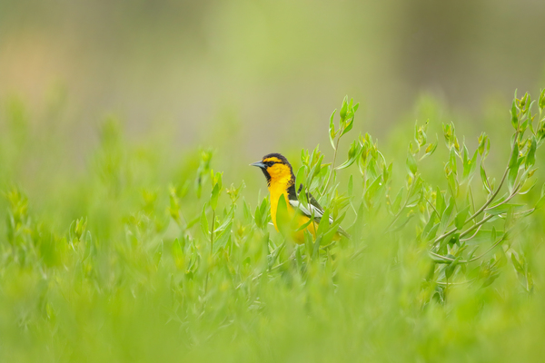 Bullocks Oriole by Gia Commodore
