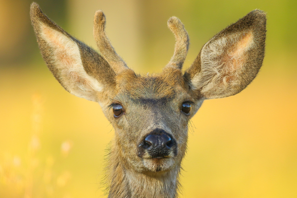 Young Buck by Gia Commodore