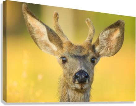 Young Buck Canvas Print