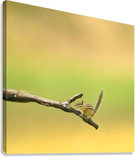 Chipmunk Canvas Print