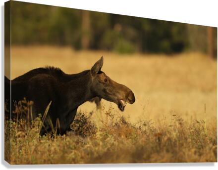 Moose Canvas Print