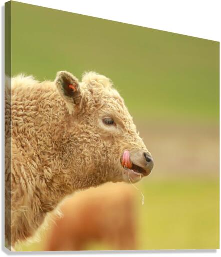 Cute Calf Canvas Print