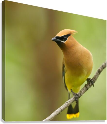 Cedar Waxwing Canvas Print