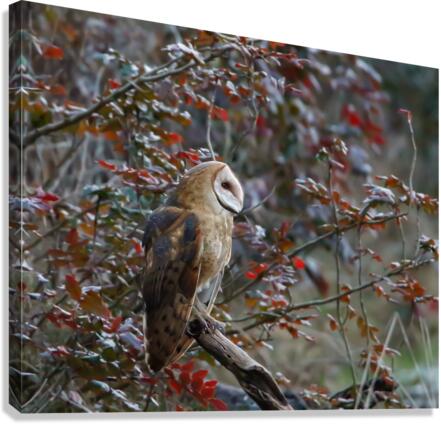 Barn Owl Canvas Print