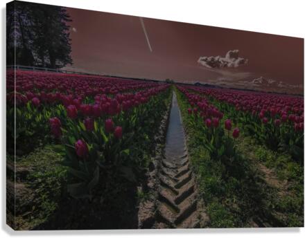 Tulips Canvas Print