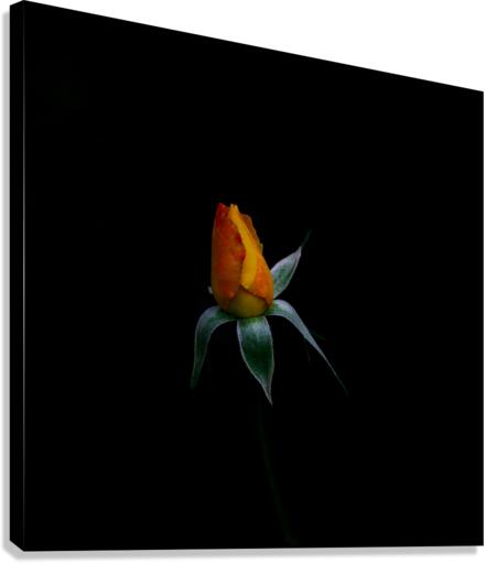 Budding Rose Canvas Print