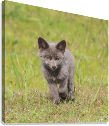 Grey Fox Kit Canvas Print