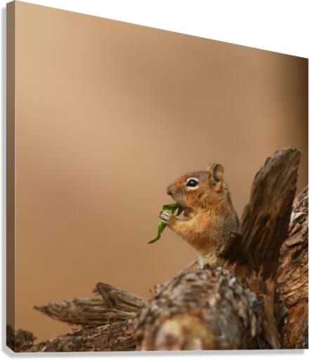 Chipmunk Munching Canvas Print
