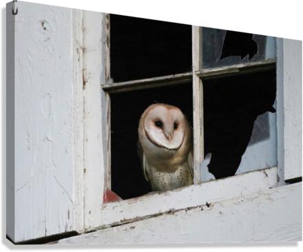 Barn Owl Waking Up Canvas Print