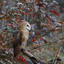 Barn Owl
