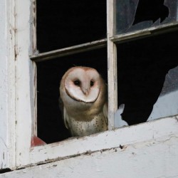 Barn Owl Waking Up