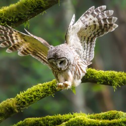 Barred Owl Landing On A Mossy Branch