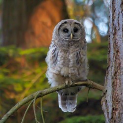 Barred Owlet Waiting for Food