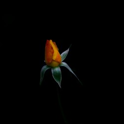 Budding Rose