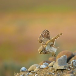 Burrowing Owl Launching Off