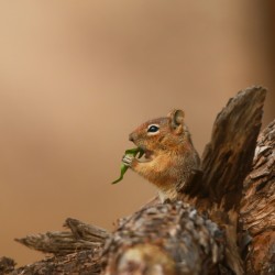 Chipmunk Munching