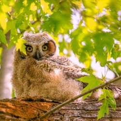 Great Horned Owlet