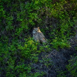 Great Horned Owl