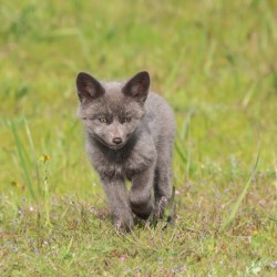 Grey Fox Kit