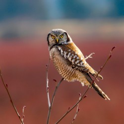 Northern Hawk Owl In Blueberry Fields