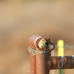 House Sparrow in Pipe