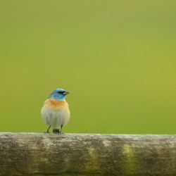 Lazuli Bunting