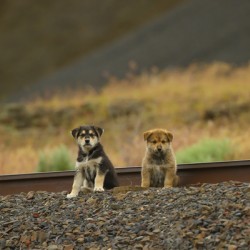 Lost Puppies
