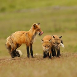 Red Fox Vixen and Kits