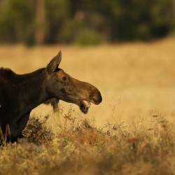 Moose