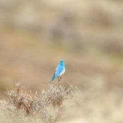 Mountain Bluebird