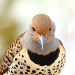 Northern Flicker