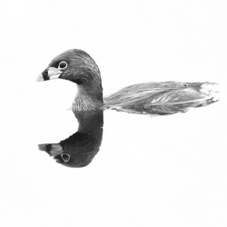Pied billed Grebe