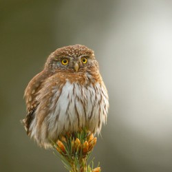 Pygmy Owl