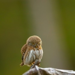 Pygmy Owl Stare