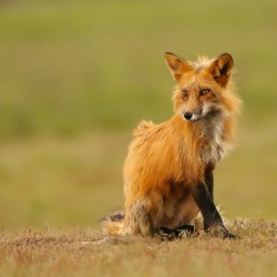 Red Fox Vixen